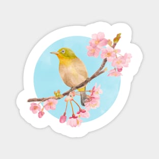 Cape White-eye with Sakura Magnet