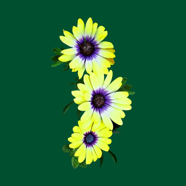 Daisies - African Daisies Lemon Symphony by SusanSavad