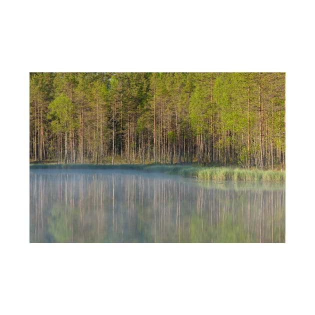 Forest reflecting to small lake at morning by Juhku