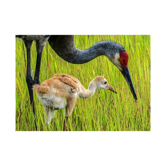 Sandhill crane parent with chick by joesaladino