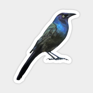 Grackle Business (no background) Magnet