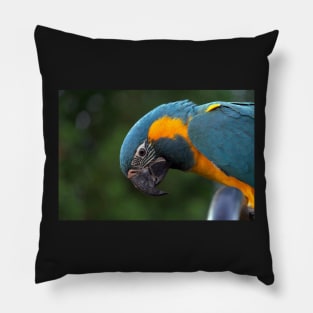 blue and yellow macaw Pillow