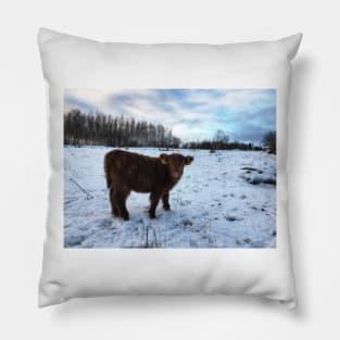 Scottish Highland Cattle Calf 1606 Pillow