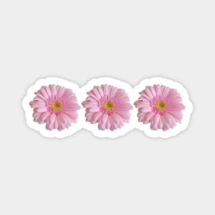 Three Pink Gerberas Floral Photo Magnet