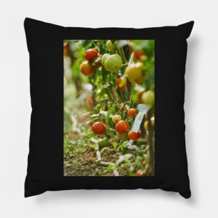 Homegrown tomatoes in the greenhouse Pillow