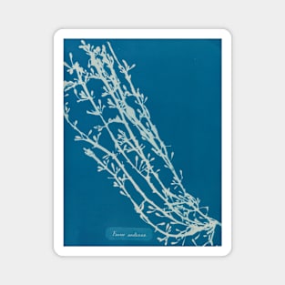 Vintage Seaweed Photography Collection 6 of 12 Magnet