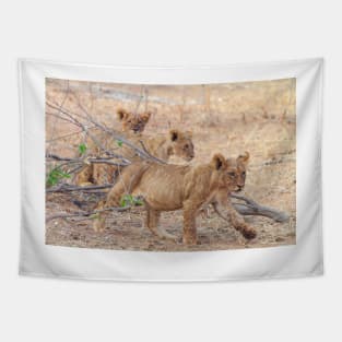 Three Wild African Lion Cubs Tapestry