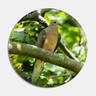 Mourning Dove Perched In a Tree Pin