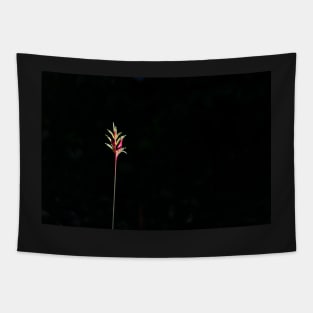 Yellow and red heliconia flower on black background  caught in sunlight Tapestry