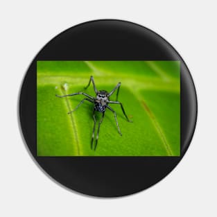 Unique and organic photo of an ant mimic spider looking at you Pin