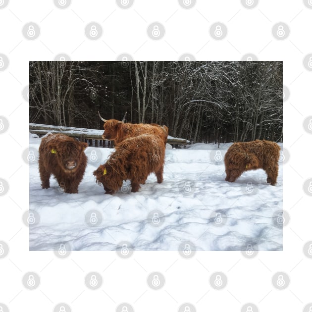 Scottish Highland Cattle Calves 1690 by SaarelaHighland