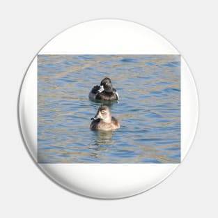 Wildlife gifts, waterfowl, ring-necked ducks Pin