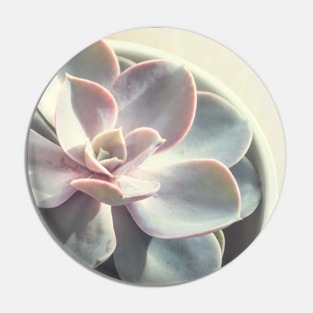 Echeveria Succulent #3 Pin by Debra Cox 