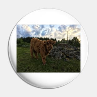 Scottish Highland Cattle Calf 1775 Pin