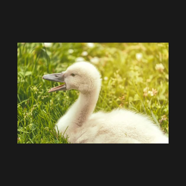 Cygnet by jvnimages