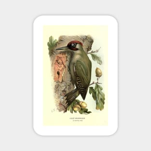 Green Woodpecker Magnet