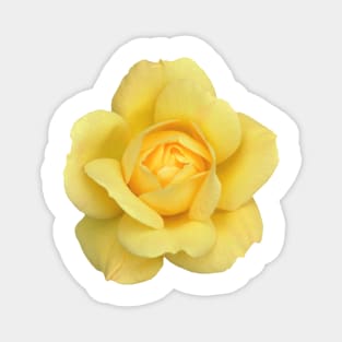 The Yellow Rose Magnet