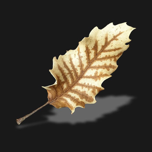 Brown Fall Leaf on White Background by sigdesign