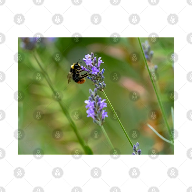 Bee on Lavender by Shirasaya