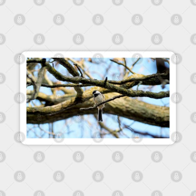 Curious Black-capped Chickadee Perched On a Tree Branch Magnet by BackyardBirder