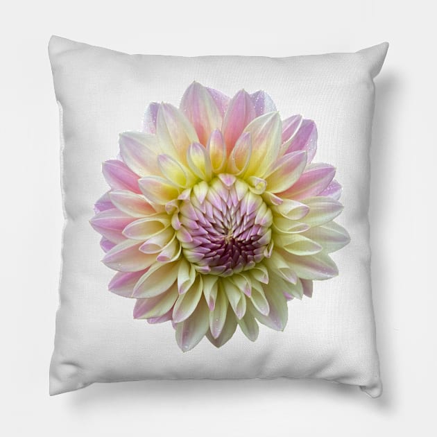 Coralie Dahlia Flower Pillow by DandelionDays