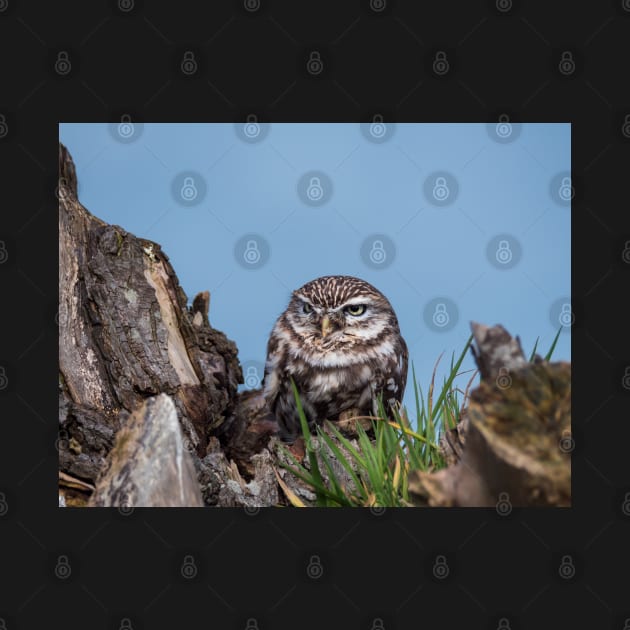 Little owl perched on at tree trunk by Dolfilms