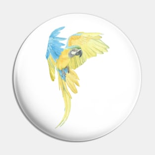 blue and gold macaw - watercolor parrot portrait Pin