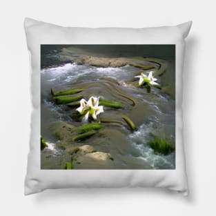 Water Lily Pillow