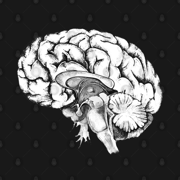 Brain human anatomy by Collagedream