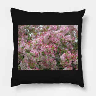 Cherry Blossom flowers white and pink in focus Pillow