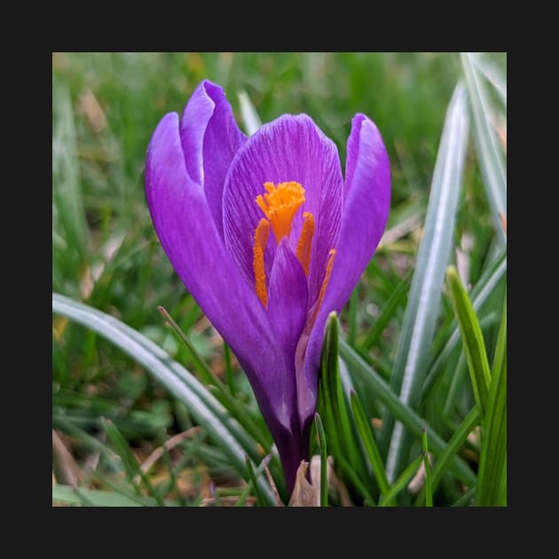 Purple and Orange Flower in Grass by AustaArt