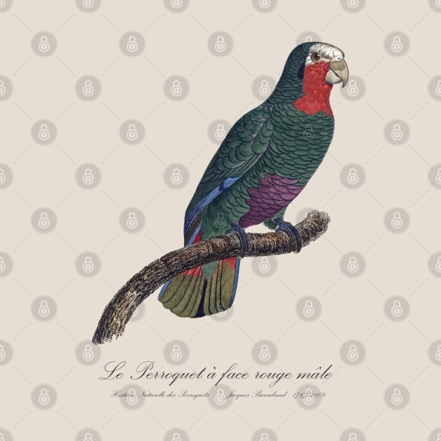 Cuban Amazon Parrot / Le Perroquet a Face Rouge Male - 19th century Jacques Barraband Illustration by SPJE Illustration Photography