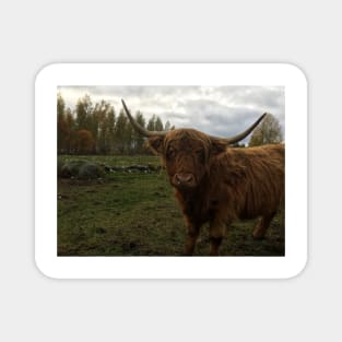 Scottish Highland Cattle Cow 2126 Magnet
