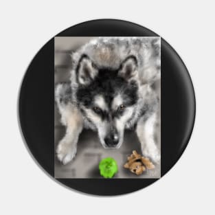 Playful Husky Dog With Toys Pin