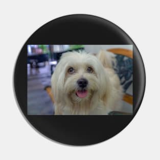 PET DOG Pin