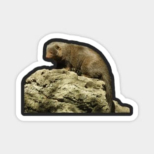 Dwarf Mongoose Magnet