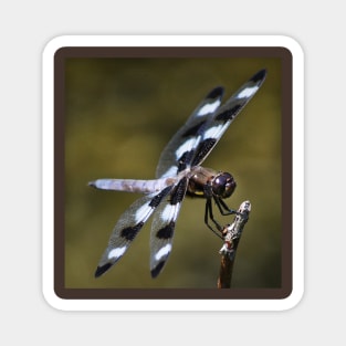 Twelve-spotted Skimmer Magnet