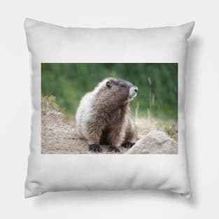 Hoary marmot (Marmota caligata) in Mount Rainier National Park Pillow