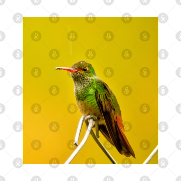 oli green Hummingbird by pcfyi