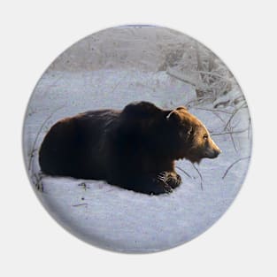 Brown bear in the snow Pin