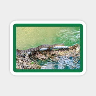 Water Snake Slithering Along Magnet