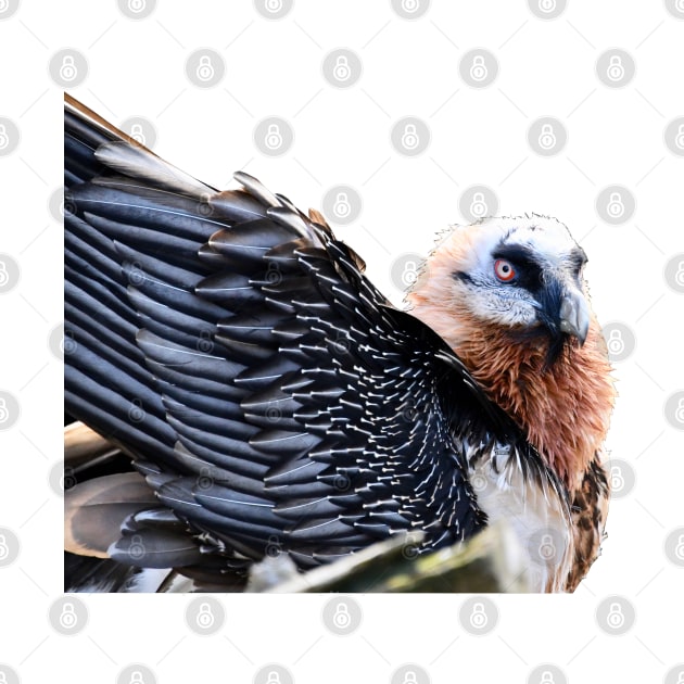 Bearded Vulture plumes by Wolf Art / Swiss Artwork Photography