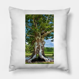 White Bark Tree Pillow