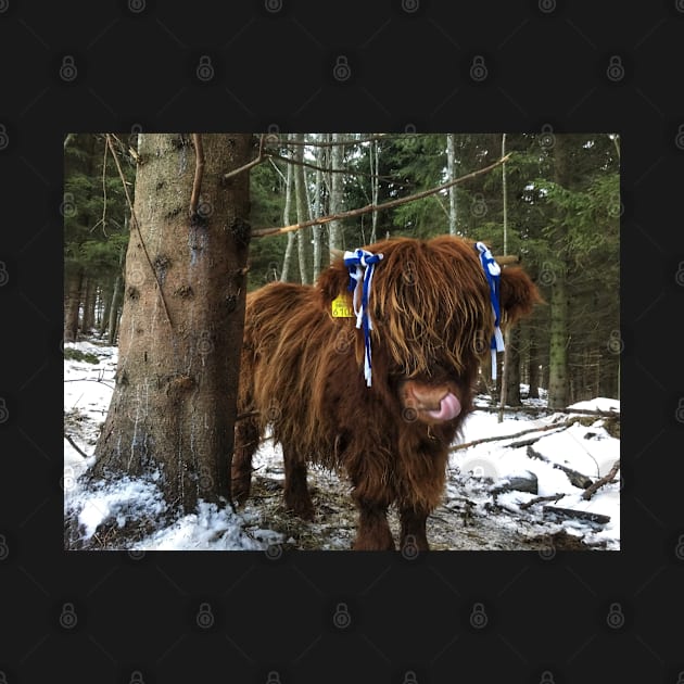 Scottish Highland Cattle Calf 1859 by SaarelaHighland