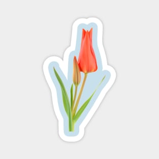 Tulipa praestans 'Van Tubergen's Variety' Miscellaneous tulip Magnet