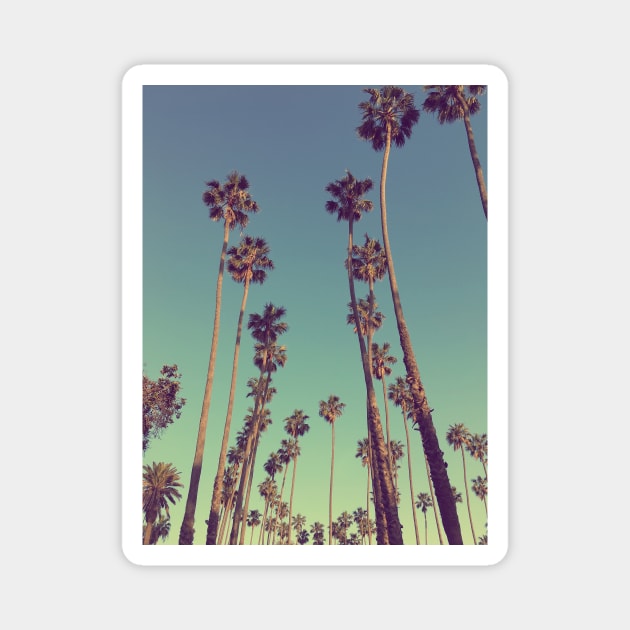 Santa Monica Palm Trees Classic Magnet by SoCalDreamin