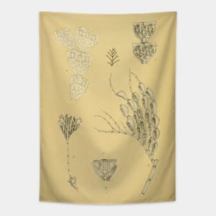 Calpidium Ornatum (Busk) - Beautiful Marine Life Illustration Tapestry