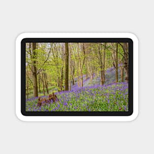 Bluebells, Margam Forest, Wales Magnet