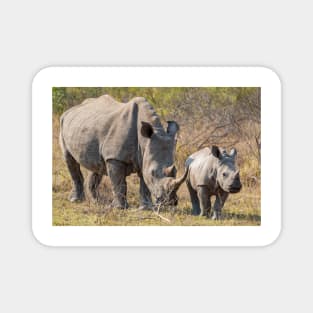 Rhino Family in Krüger National Park Magnet