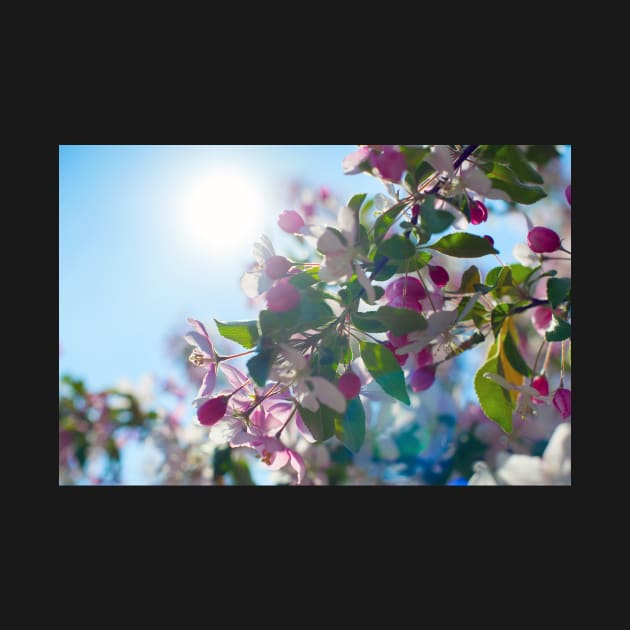 Cute apple blossom in the morning light by runlenarun